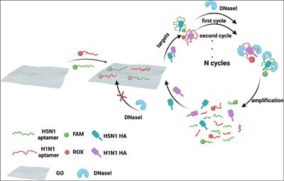 Dual Detection of Hemagglutinin Proteins of H5N1 and H1N1 Influenza Viruses Based on FRET Combined With DNase I